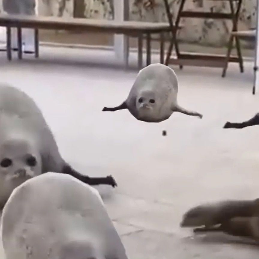 Seals