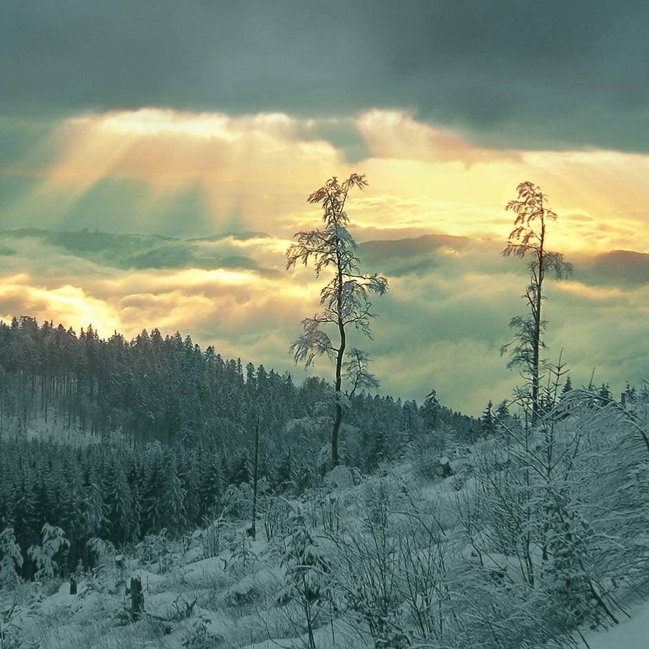 Snow Forest