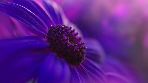 Пурпурный цвет фото цветов Пурпурный цвет фото цветов