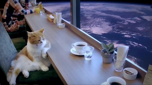 Утром на работе видео. Кот за столом. Кот за барной стойкой. Кот сидит за столом в ресторане. Кот за столом в кафе.