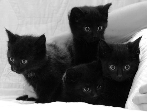 Пять черных котов и один белый