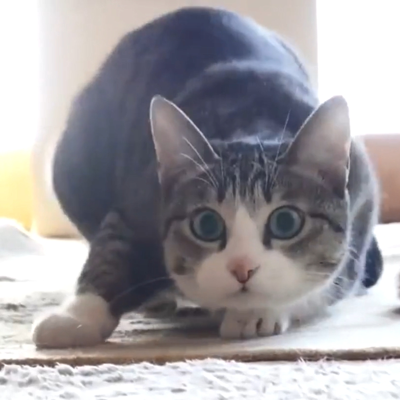 Мем с котом качает головой КОТ КАЧАЮЩИЙ ГОЛОВОЙ!ИГРА ПЯТЬ НОЧЕЙ С ШЛЁПОЙ 3!ХОРРОР РУБРИКА! YouTube