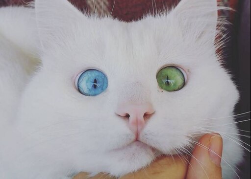 Кошки с разными глазами фото Кошки с разными глазами фото