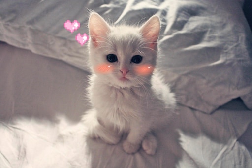 Милые котики фото пинтерест Милые котики фото пинтерест