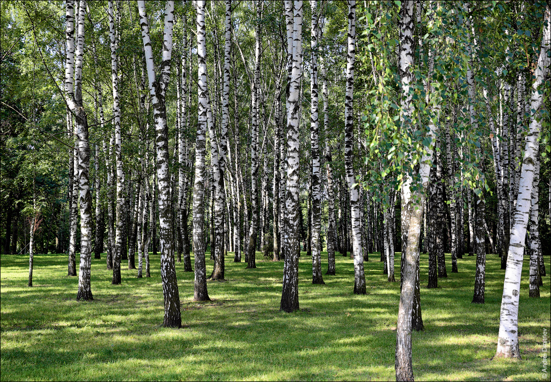 Береза в парке