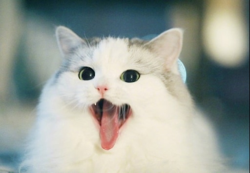 Котенок мяу фото Котенок мяу фото