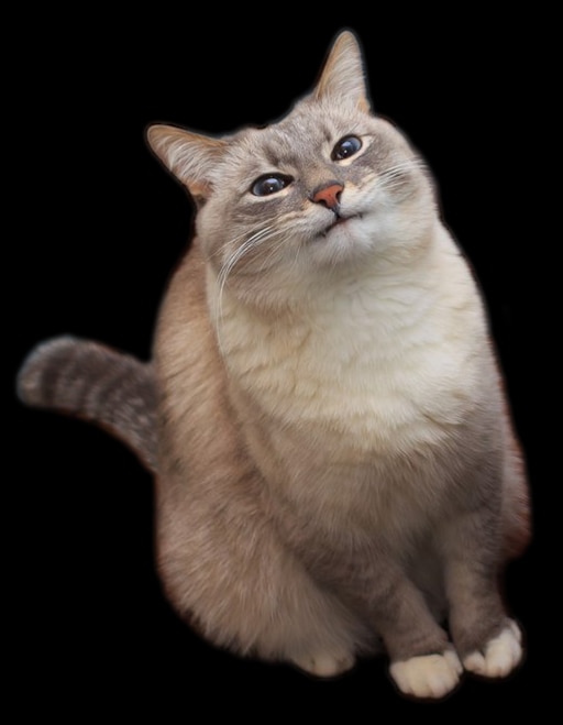 selfiecat FreeToEdit Sticker by johnbeck