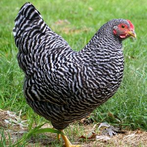 9 Fascinating Reasons To Raise Plymouth Rock Chickens