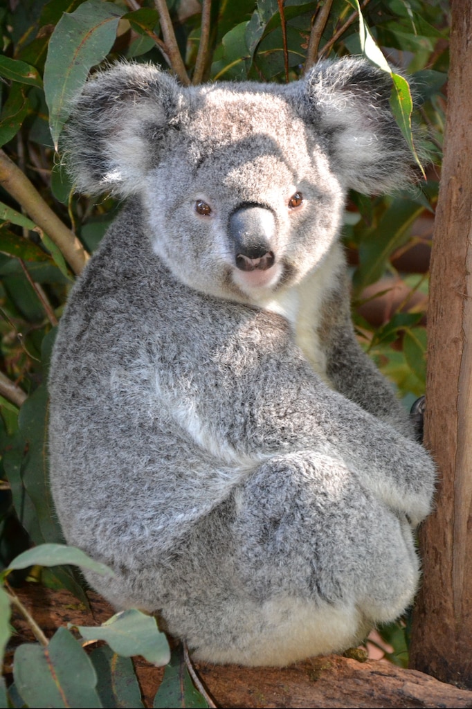 mad koala