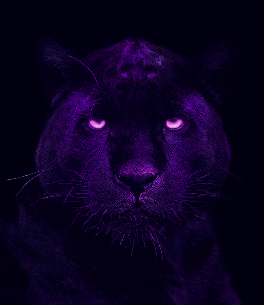 purple pumas