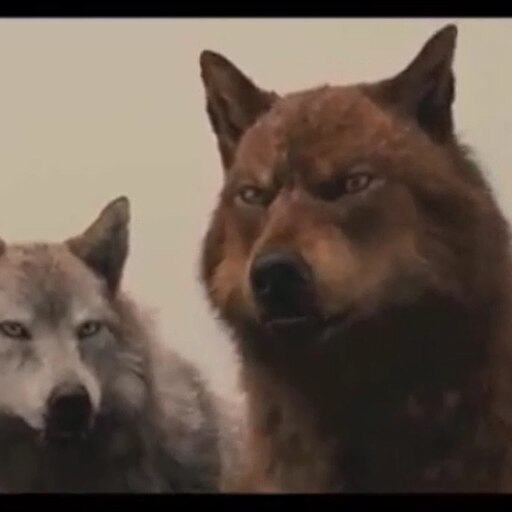 twilight werewolves pack as wolves