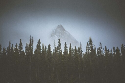 Хвойный лес в тумане
