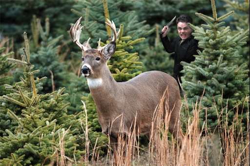 Зеленый олень фото Зеленый олень фото
