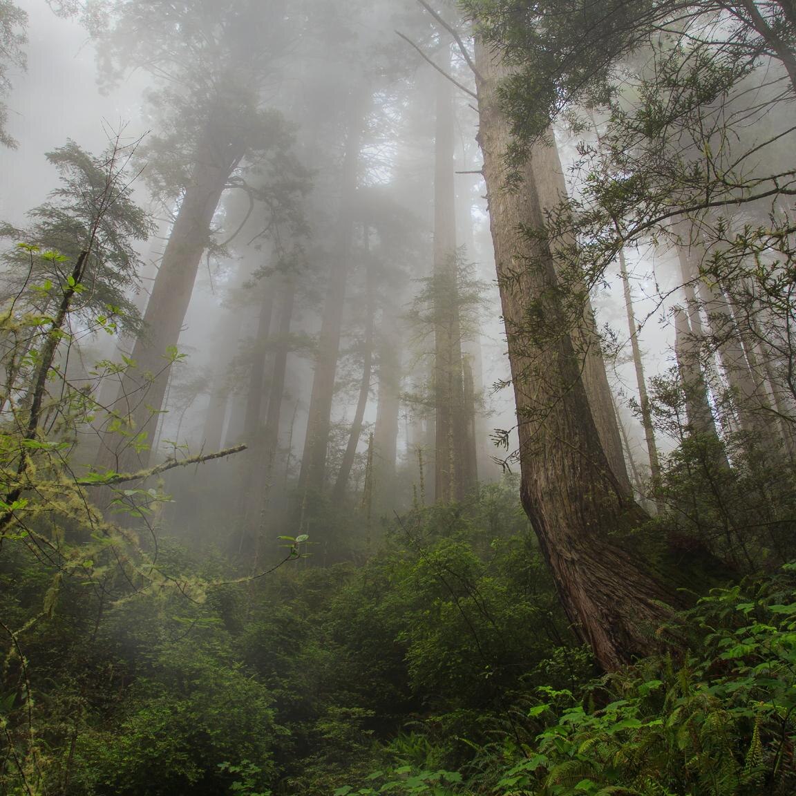 4K Cloudy forest