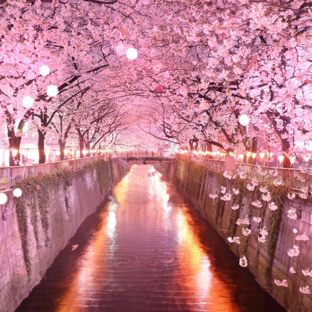 Tunel De Sakura | Wallpapers HDV