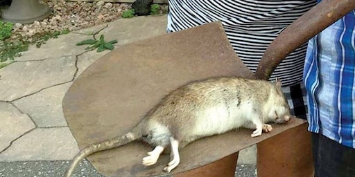 Крыса фото уличная дикая Крыса фото уличная дикая