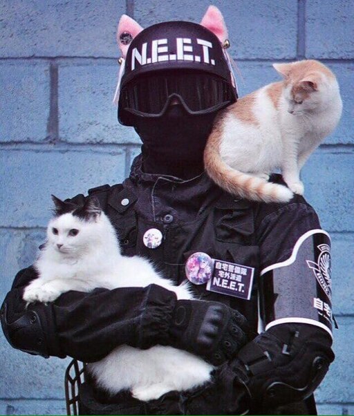B e t e p. Спецназ с котами. Крутые коты. Кот спецназовец. Крутой кот.