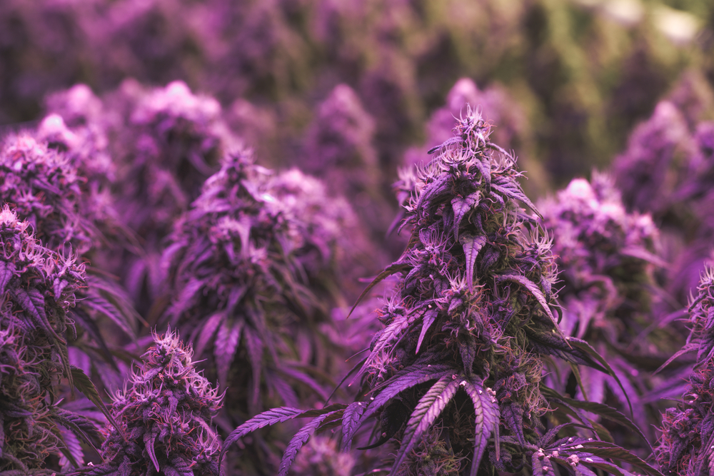 Фиолетовый цвет марихуаны сатори сорт конопли