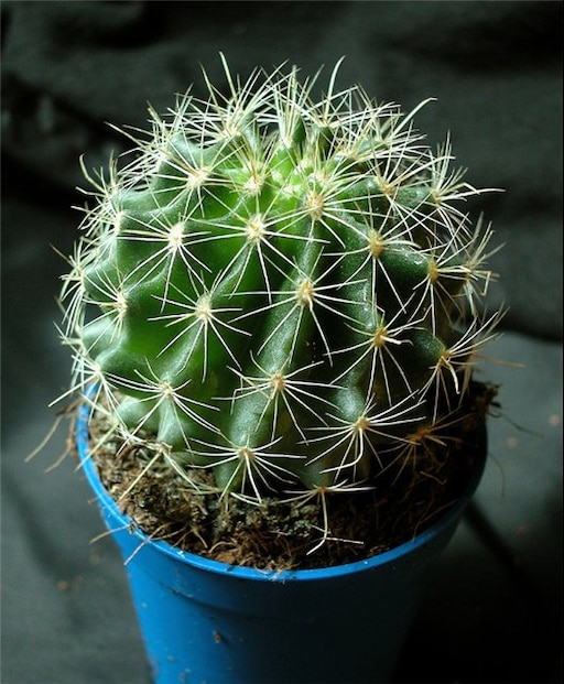 Кактус первомайская ул 46а фото Кактус первомайская ул 46а фото