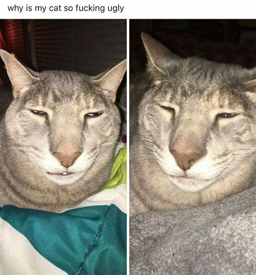 Уродливый кот Мем
