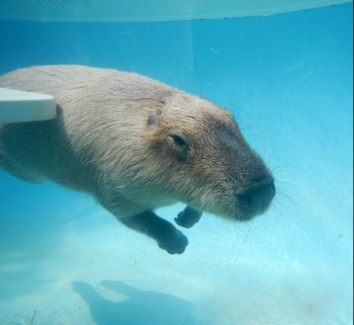 Капибара фото в воде Капибара фото в воде