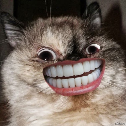 Мем кот улыбается с зубами Мем кот улыбается с зубами