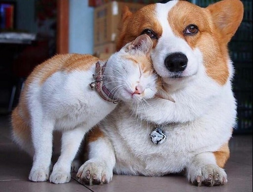 Милые животные фото и смешные Милые животные фото и смешные