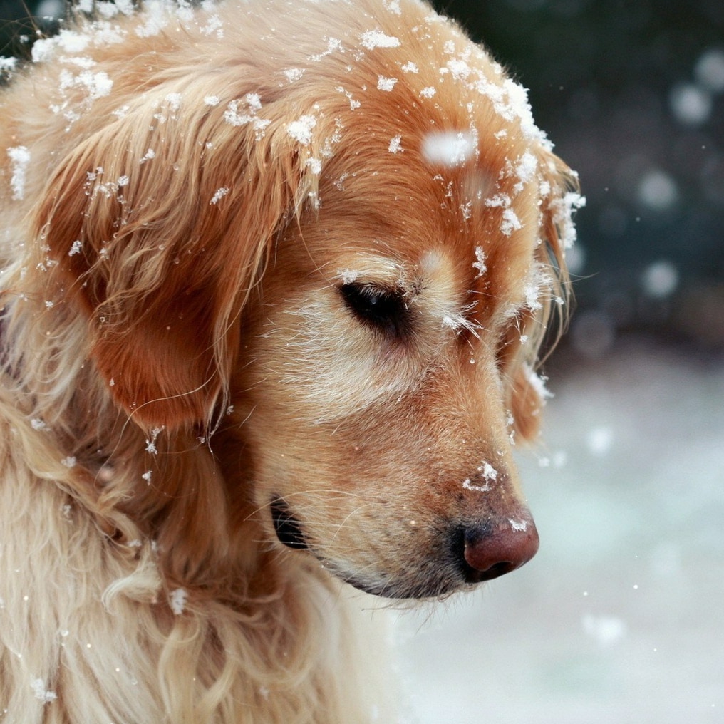 Snow Dog