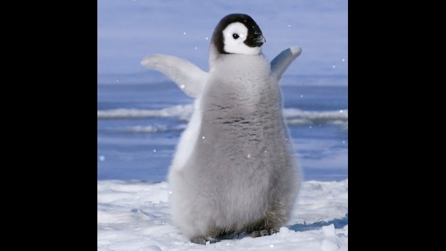 this is unacceptable penguin