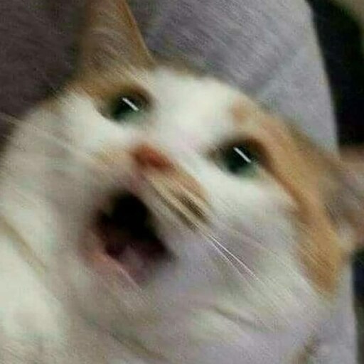 Фу люди мем с котом Фу люди мем с котом