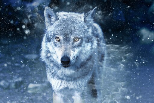 Волк красивый сбоку