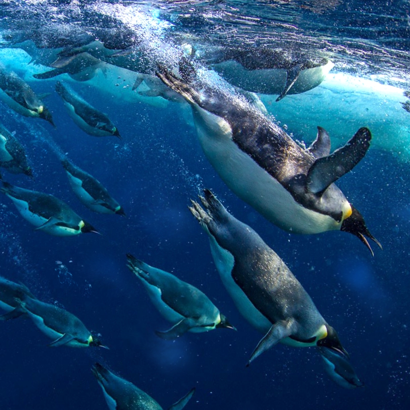 Steam Workshop::Emperor penguins diving underwater.