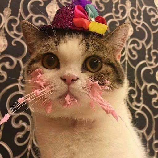 С днем рождения кот мем С днем рождения кот мем