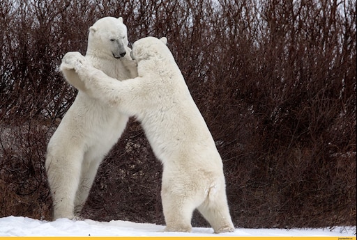 Дикая природа белого медведя. Белый медведь с медвежатами. Белый медведь на задних лапах. Прикольный белый медведь. Белый медведь смешной.