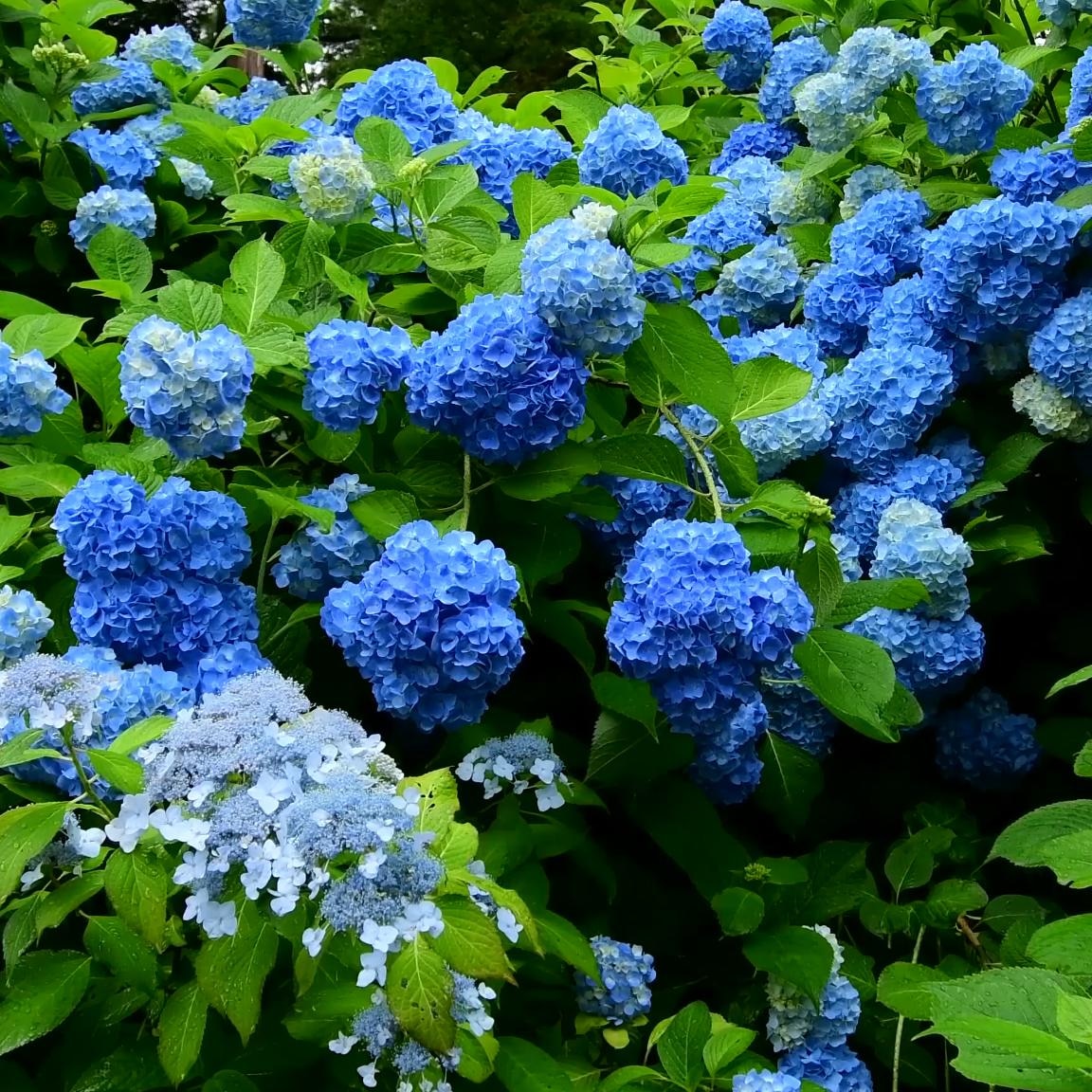 4k雨中紫阳花丛