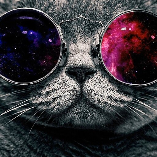 Glasses cat wallpaper online