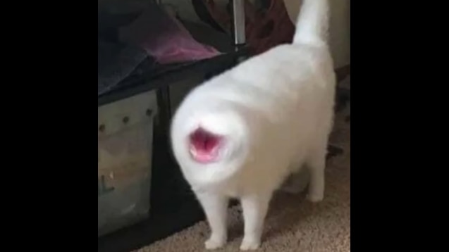 Steam Workshop Cursed Images With Bonfire Mashup Playing In The Background