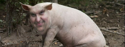 Как выглядят свиньи фото Как выглядят свиньи фото