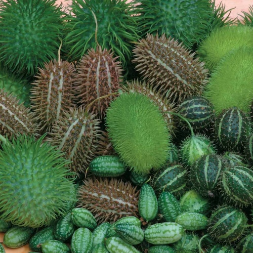 Кукумис декоративный фото в саду Кукумис декоративный фото в саду