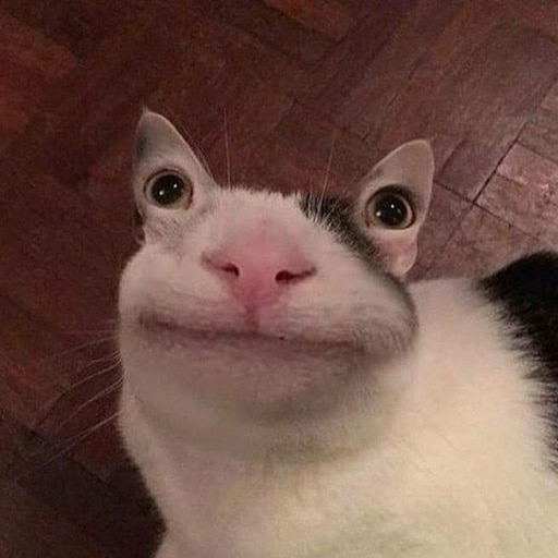 Смешные коты мемы скачать Смешные коты мемы скачать