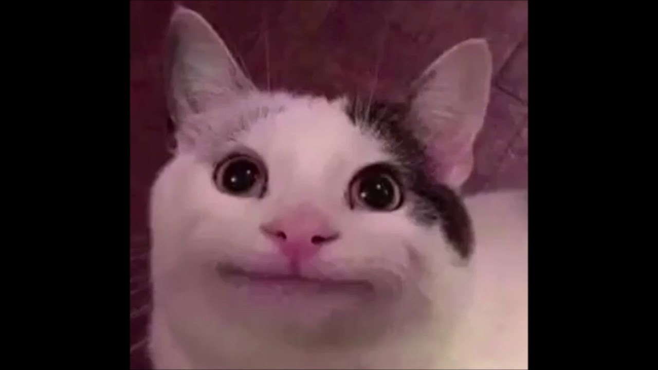 A Aron Meme Cat
