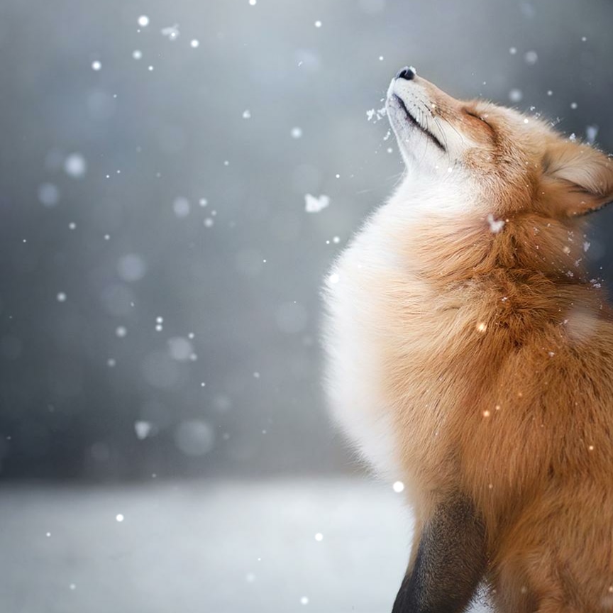 Fox in Snow