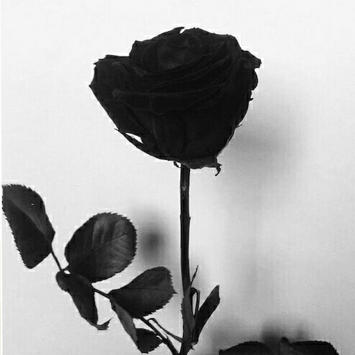 черная роза стим фото 70