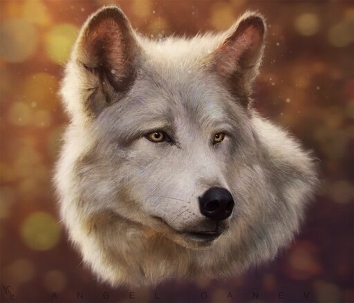 Аватарки сказанные. Красивый волк. Волк на аву. Изображение волка. Белый волк.