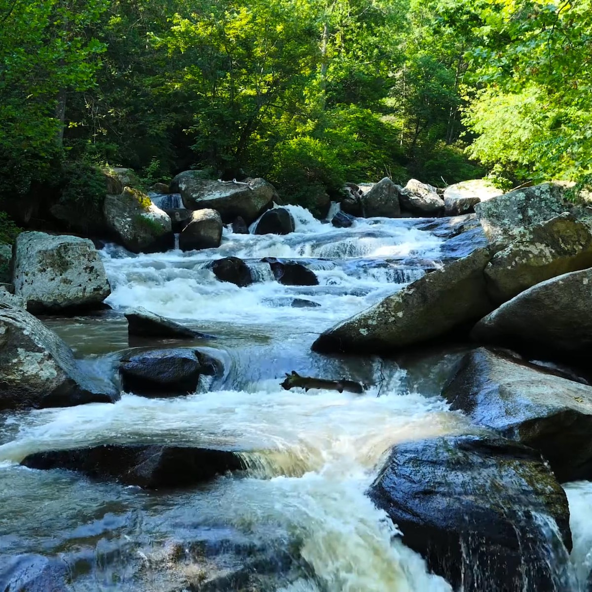 4K Forest Stream Waterfall [4 minute loop, 1080p]