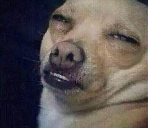 Писечки сисечки собака мем Писечки сисечки собака мем