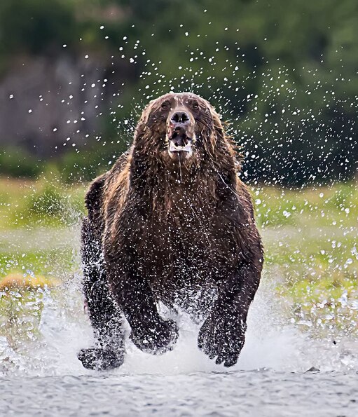 Медведь бежит