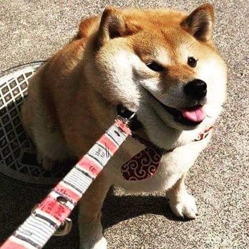 Ину смешные фото Ину смешные фото