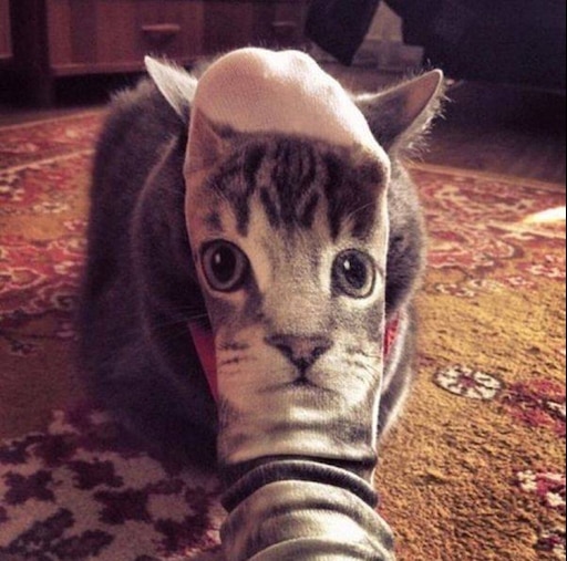 Прикольные фото на аву котики Прикольные фото на аву котики