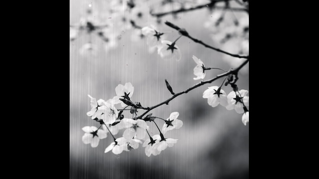 black and white cherry blossom photography